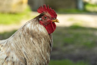 Parlak renkli bir horozun portresi. Horoz 'a yaklaş, horoz. Güzel bir kafası olan renkli bir penis. Yakın plan. Horoz, Gallus, sıradan horoz, çiftlik horozu. 