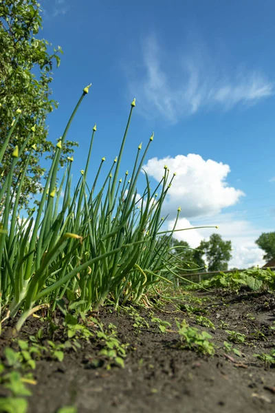 Jonge Lente Spruit Een Bed Biologisch Geteelde Uien Met Bieslook — Stockfoto