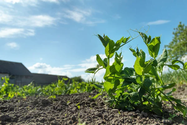 Jonge Erwtenscheuten Bank Groeien Brokken Groene Jonge Erwten — Stockfoto