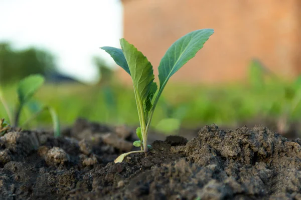 Young Sprouts Cabbage Cabbage Seedlings Garden Greenhouse Plants Seedlings Greenhouse — Stock Photo, Image