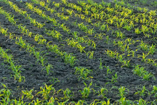 Jonge Groene Maïs Spruit Onder Zon Het Veld — Stockfoto