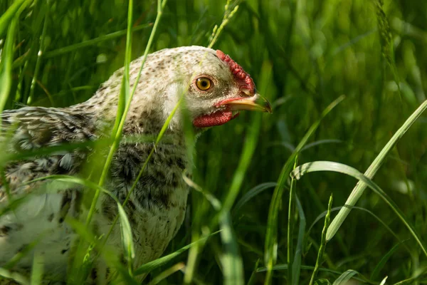 Молодая Белая Курица Несущая Курицу Бесплатное Обслуживание Ходит Зеленой Траве — стоковое фото