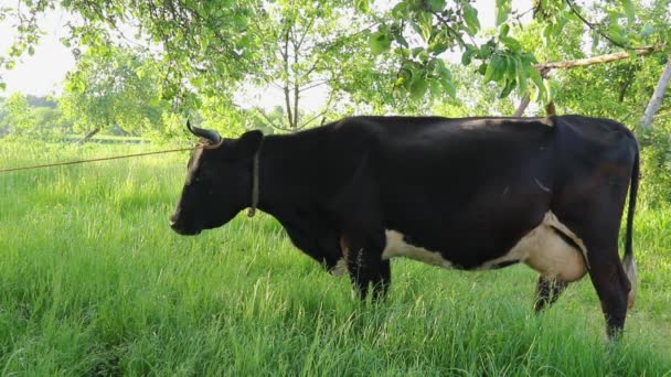 Černá kráva stojí na dvorku farmy a čeká na dojení — Stock video