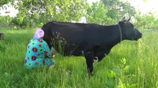 Mjölkbonde kvinna med slöja mjölkar mjölk från ko — Stockvideo