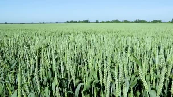 Houpající se stébla pšenice z lehkého vánku, zeleného pšeničného pole a slunečného dne. — Stock video