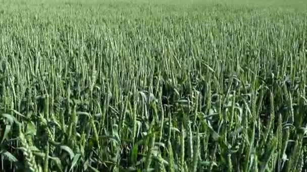 Tiges de blé oscillantes d'une brise légère, champ de blé vert et journée ensoleillée.