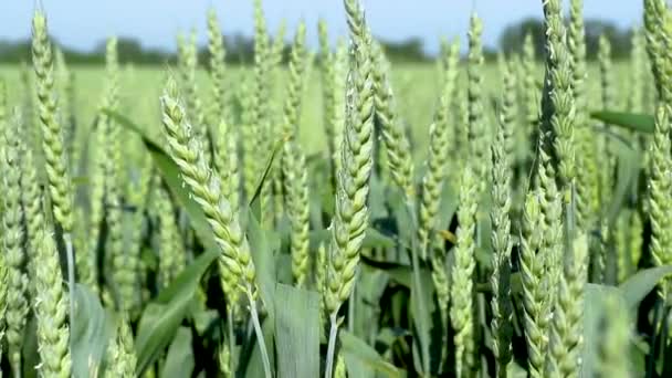 Hojas de maduración del campo de trigo del prado . — Vídeo de stock