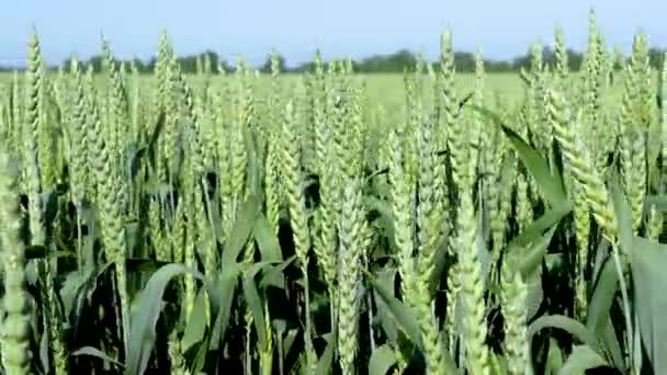 Hojas de maduración de cerca del campo de trigo del prado . — Vídeo de stock