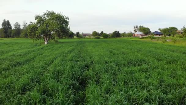 Vol au-dessus d'une prairie verte et d'un champ de jeunes céréales dans une exploitation agricole