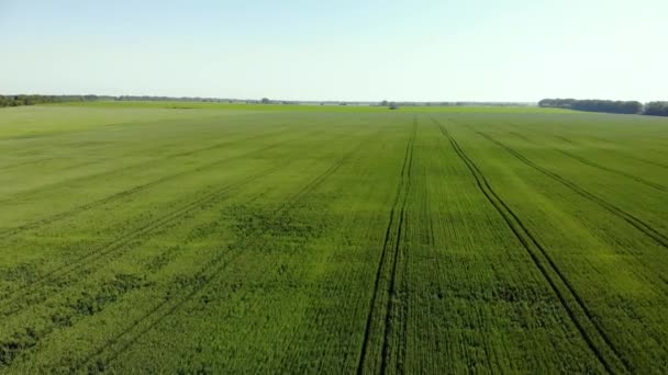 Vol lent sur un champ de blé vert — Video