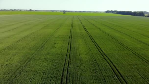 Vol à travers le champ avec jeune blé vert 