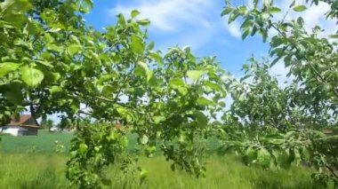 Meyvesiz bir elma ağacı, çünkü erkencisin.