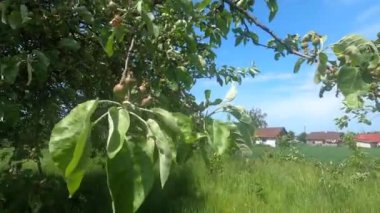 Organik çiftlik bahçesindeki ağaçtaki küçük elmalar