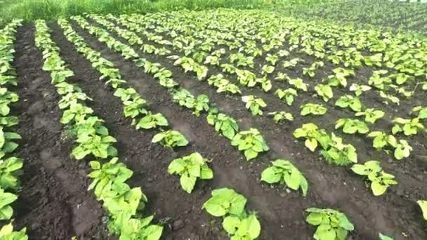 Feld mit jungen Bohnensprossen auf einer landwirtschaftlichen Plantage. — Stockvideo