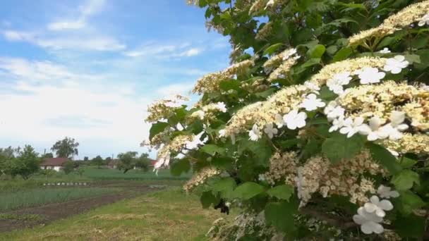 Árbol de nieve viburnum floración en la granja en el día soleado nublado — Vídeos de Stock