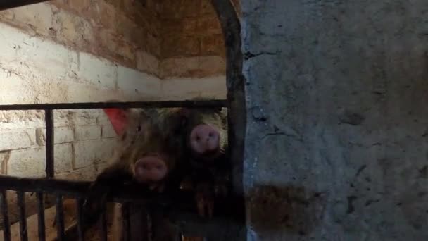 Két mocskos fiatal malac áll egy karámban a farmon, és várják az etetést. — Stock videók