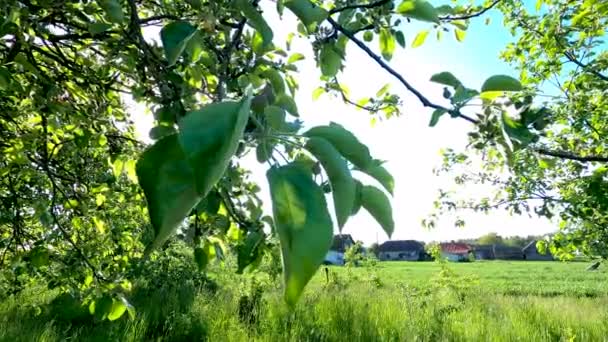 Pequeñas manzanas en el árbol en el jardín agrícola orgánico — Vídeos de Stock