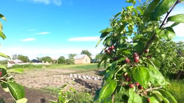 Pequeñas manzanas rojas en el árbol en el jardín agrícola orgánico — Vídeos de Stock
