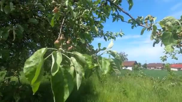 Pequeñas manzanas en el árbol en el jardín agrícola orgánico — Vídeos de Stock