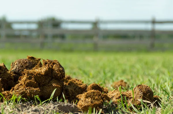Fresh Juicy Pile Horse Shit Manure Organic Farm Ground Natural — Stockfoto
