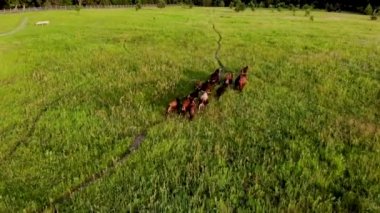 Bir vahşi inek sürüsü tarlada koşuyor.