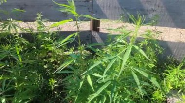 Gün batımında taze marihuana bitkisi detayı.