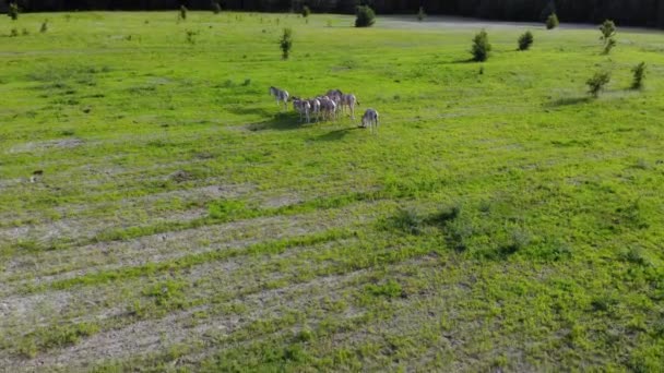 Uma manada de burros selvagens atravessa um prado aberto — Vídeo de Stock