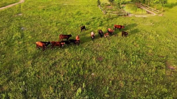 Turma aeriană de vaci pășește pe o pajiște pe pășune la răsăritul soarelui — Videoclip de stoc