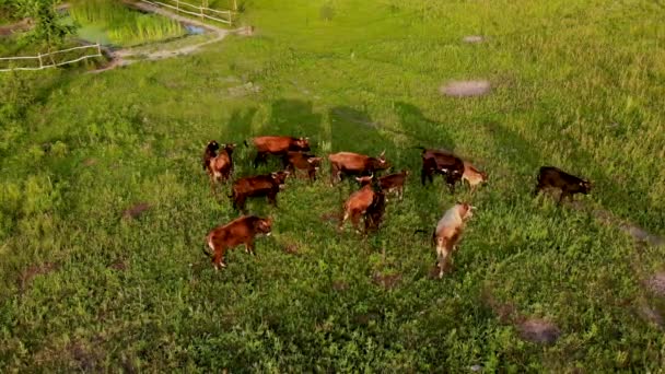 Troupeau aérien de vaches courant sur le pâturage au lever du soleil