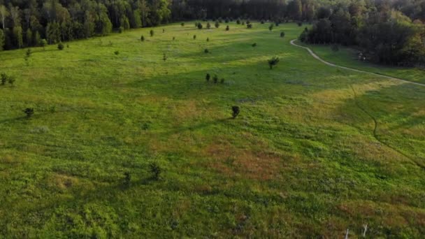 Volare su prati e campi e un giovane bosco — Video Stock