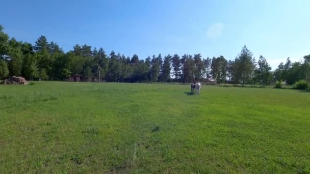 Gedomesticeerde ezels proberen te paren op een boerderij. — Stockvideo