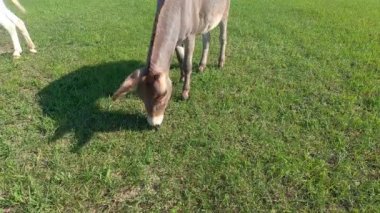 Genç bir eşek yeşil çimlerde yürüyor..