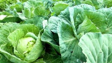 Organik lahana bitkisinin yeşil yaprakları.