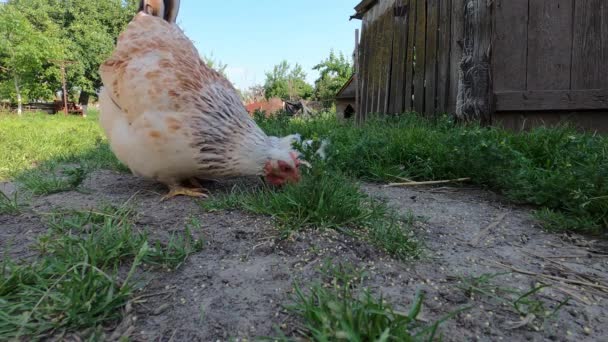 poulets maternels et petits poussins sont nourris dans l'environnement naturel, sur la cour de la ferme biologique