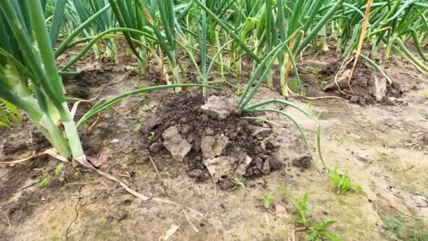 Maulwurfshügel Einem Zwiebelschädlingsfeld Auf Dem Feld Eines Kleinen Biobauernhofs — Stockvideo