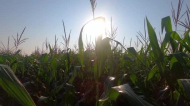 Güneş doğarken mısır koçanı tarlasını kapatın, alçak açılı çekim.