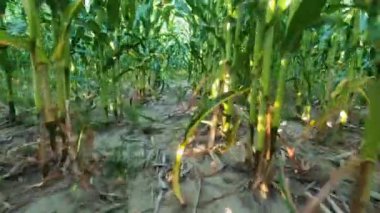 Çiftçi tarlasında mısırların arasından kaçıyorlar..