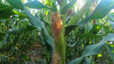 Sahada bir mısır koçanı yakın çekim