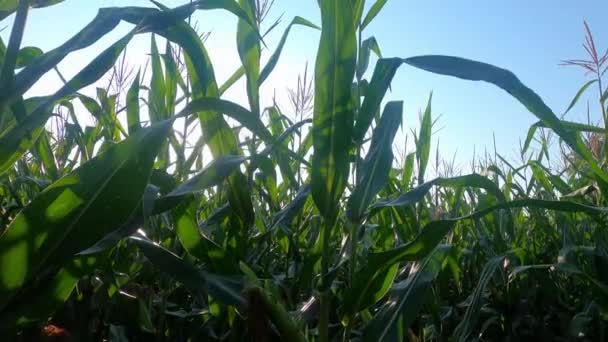 Close up de milho no campo em um dia ensolarado. — Vídeo de Stock