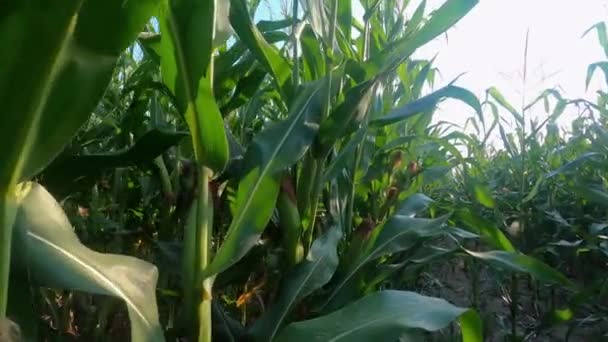 Zblízka kukuřice na poli za slunečného dne. — Stock video