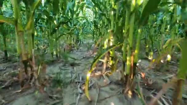 S'échapper par le maïs dans les champs des agriculteurs.