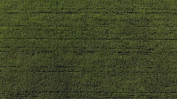 Bir mısır tarlasının üzerinde uçarken — Stok video