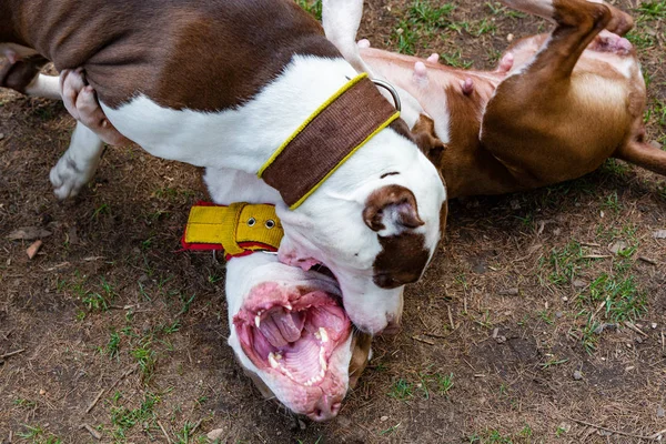 Dogs fight playing on the parks grass.