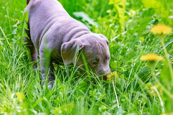 Netter kleiner Hund, der zwischen gelben Blumen im grünen Gras im Park sitzt. Draußen. Tapete. — Stockfoto