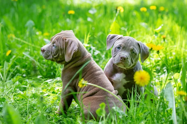 Lindos perritos sentados entre flores amarillas en hierba verde en el parque. Al aire libre. Fondos de pantalla . — Foto de Stock