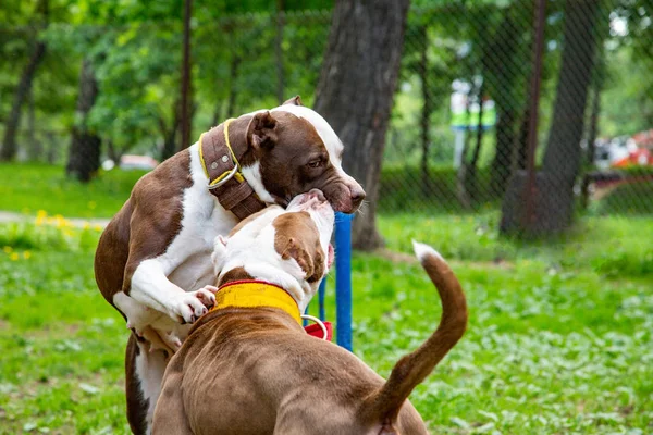 Dogs fight playing on the parks grass.