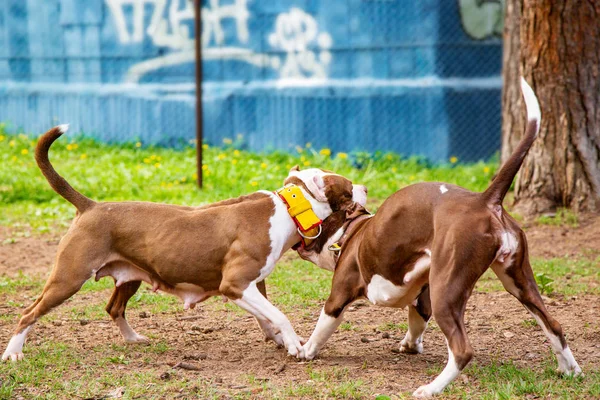 Perros luchan jugando en los parques de hierba . —  Fotos de Stock