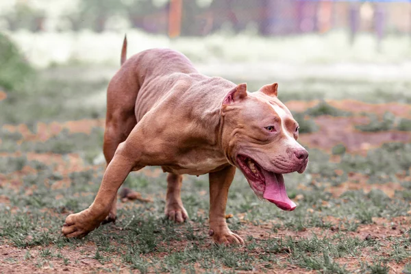 Perro peleando en el parque para dar un paseo, Bull —  Fotos de Stock