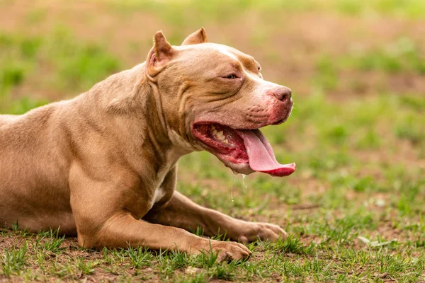 Perro peleando en el parque para dar un paseo, Bull —  Fotos de Stock