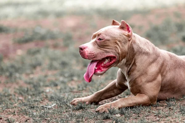 Боевая собака в парке на прогулку, Бык — стоковое фото